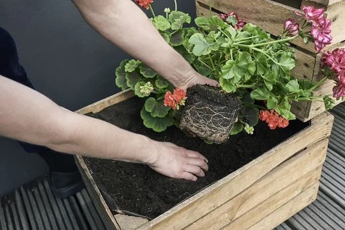 Jak zrobić kwietnik ze skrzynki po jabłkach - proste kroki i porady Jak zrobić kwietnik ze skrzynki po jabłkach - proste kroki i porady